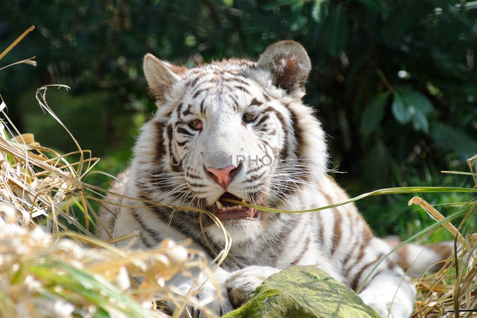 White tiger chewing grass and looking away
