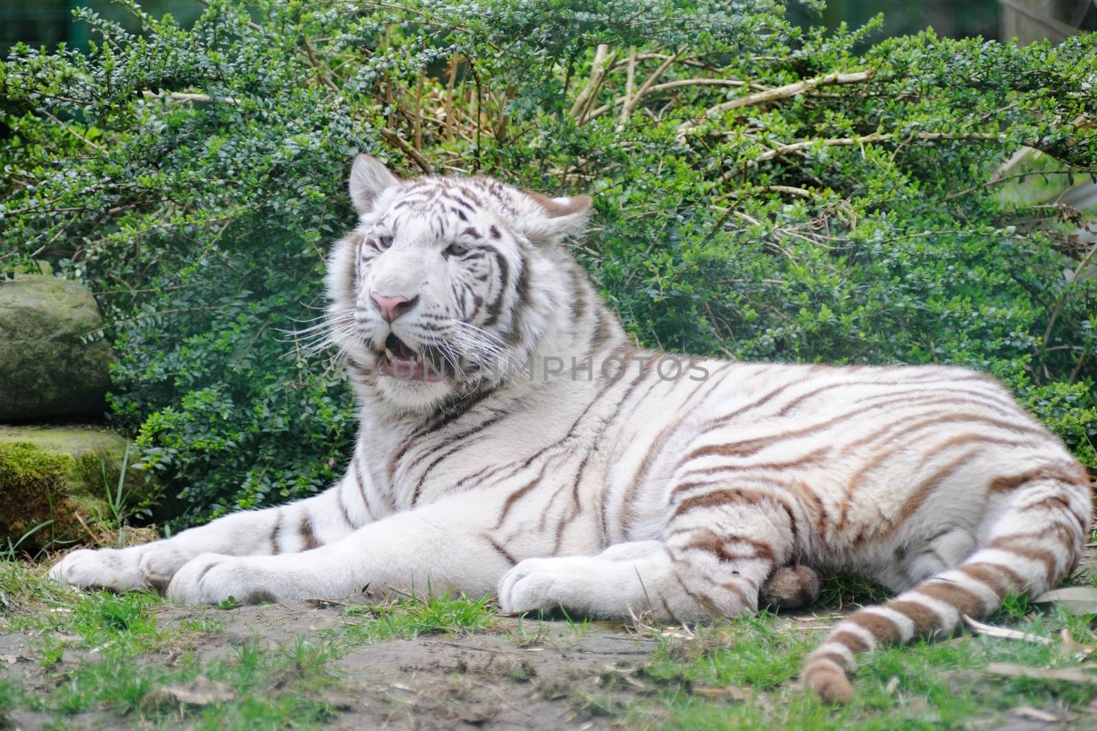White Tiger lays down with mouth open