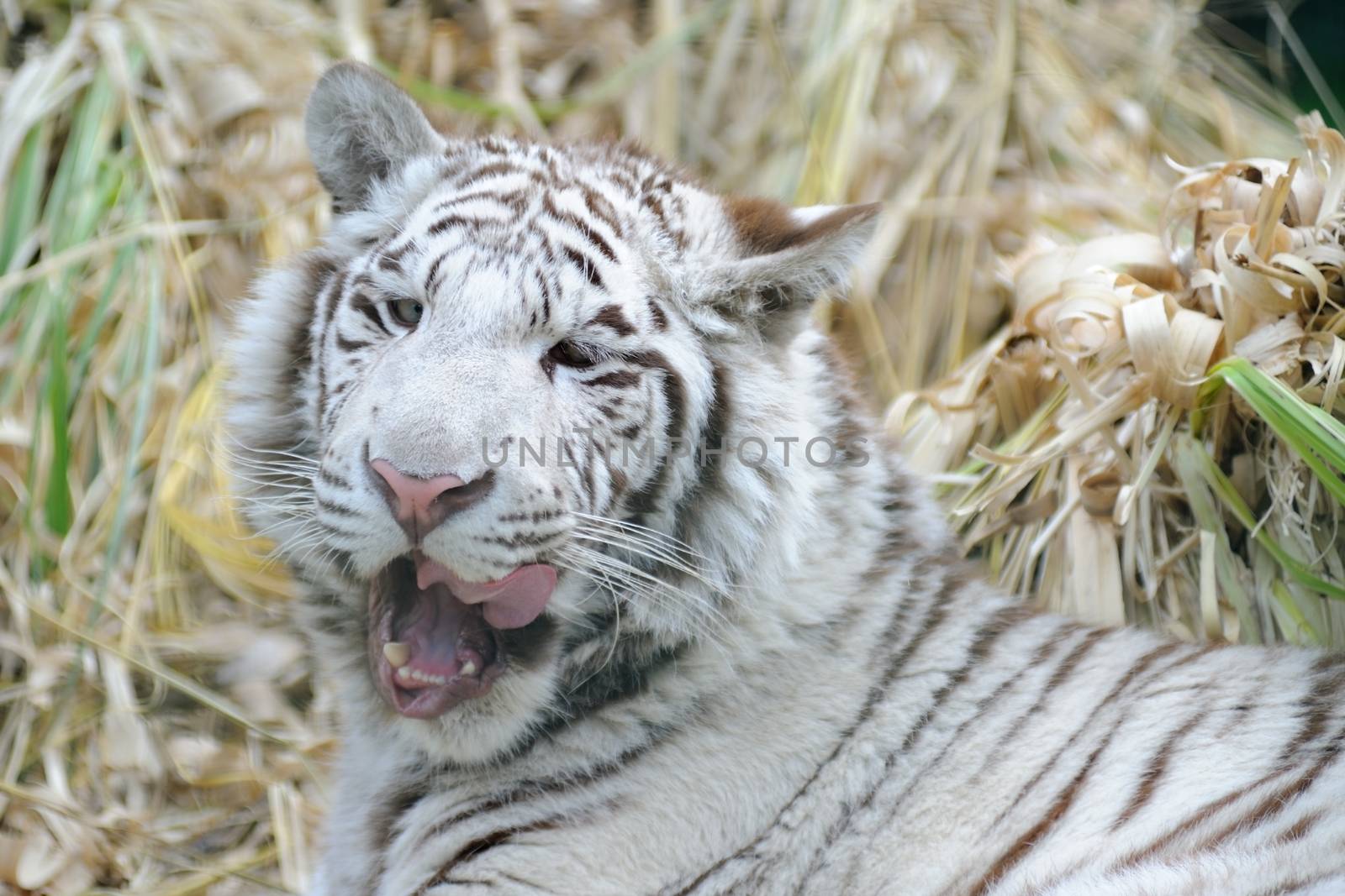 White tiger licking mouth by kmwphotography