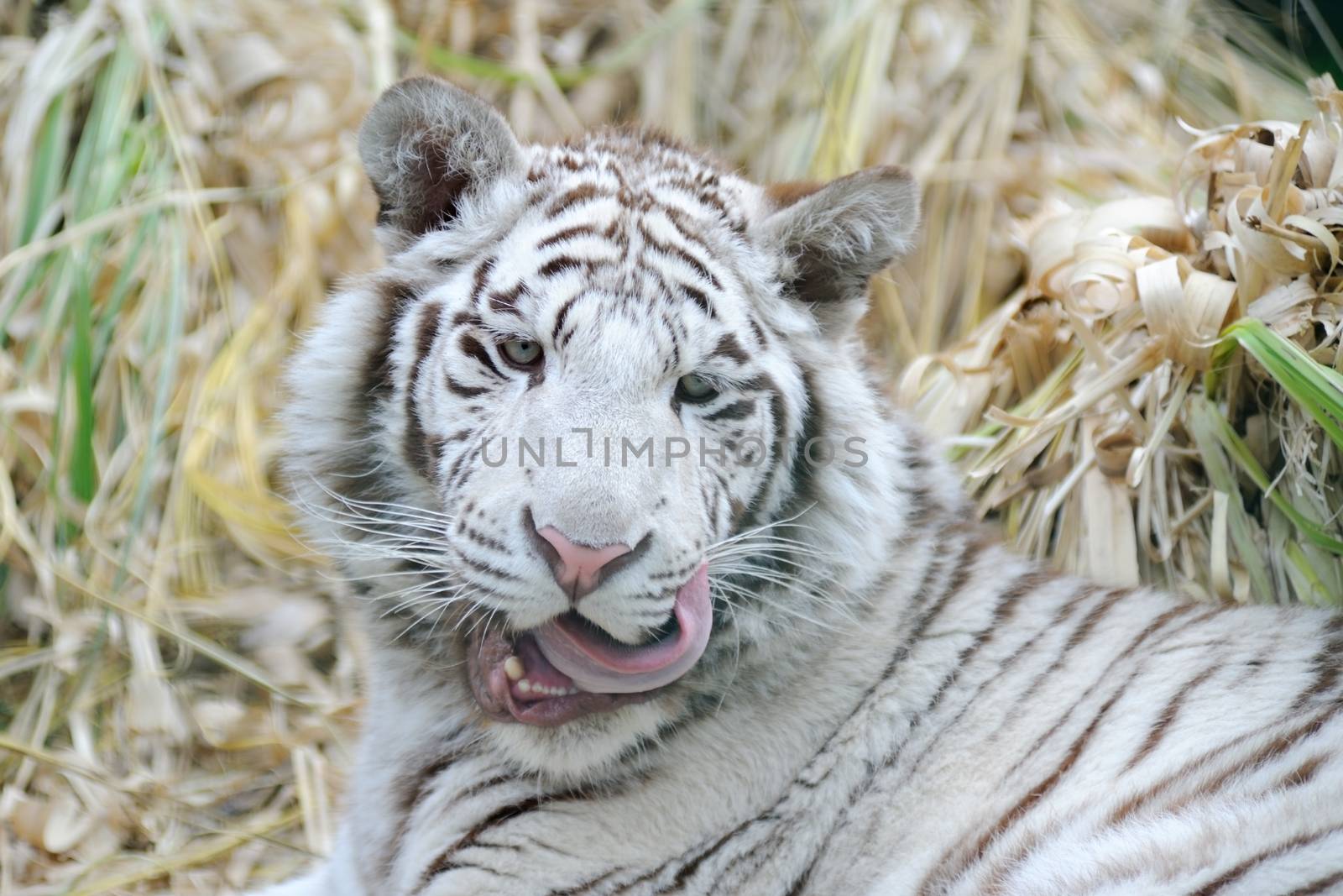 White tiger licks whiskers by kmwphotography