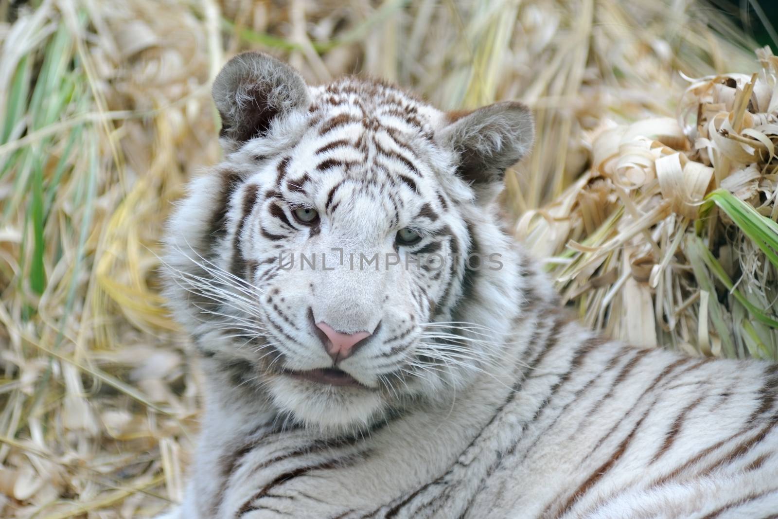 White tiger looks young with fluffy cheeks