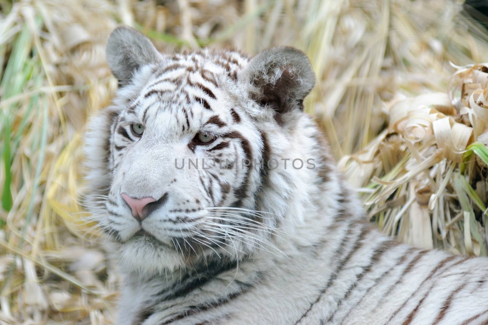 White tiger with fluffy cheeks and ears