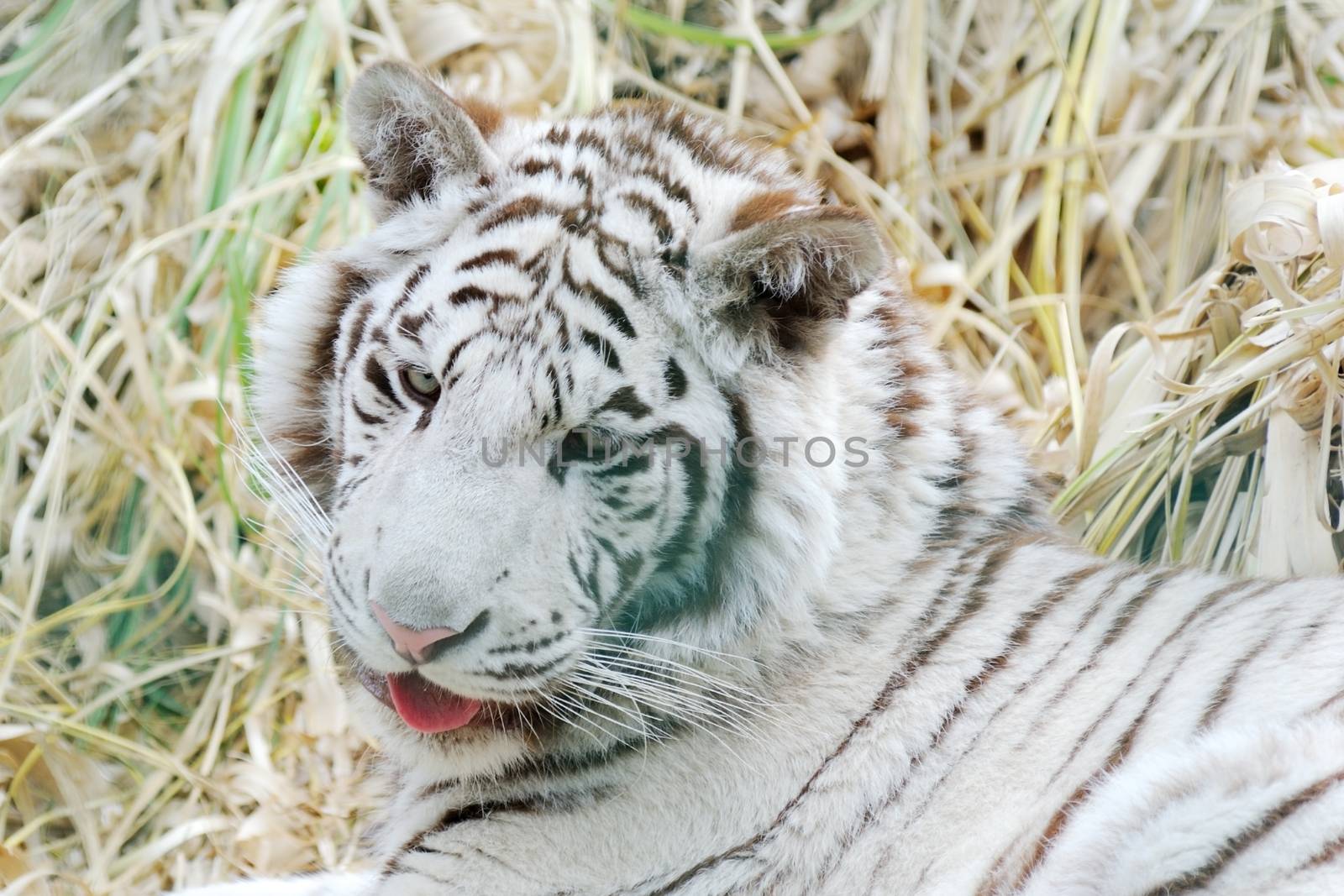 White tiger with mouth open and tongue out