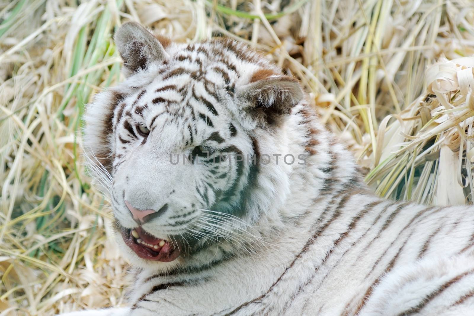 White tiger shows teeth by kmwphotography