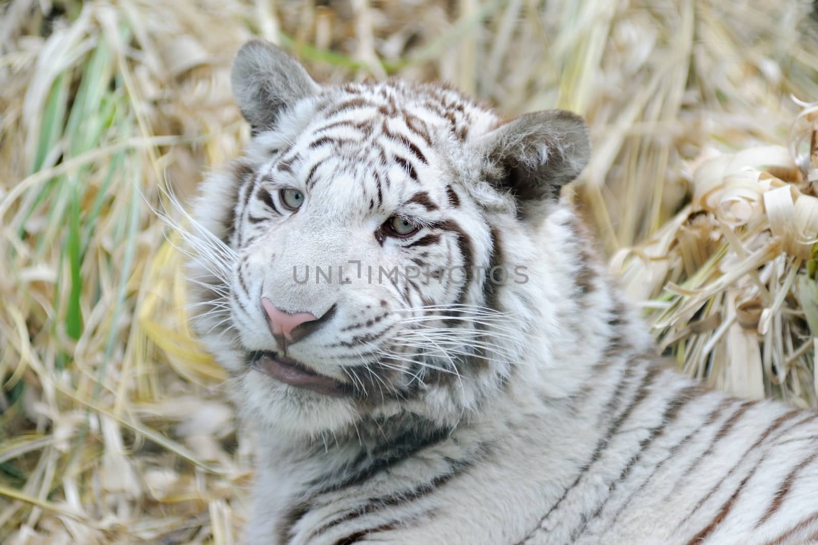 White tiger looks like its smiling