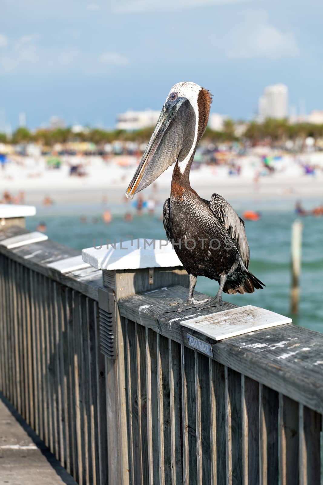 Clearwater Beach Florida Pelican by graficallyminded