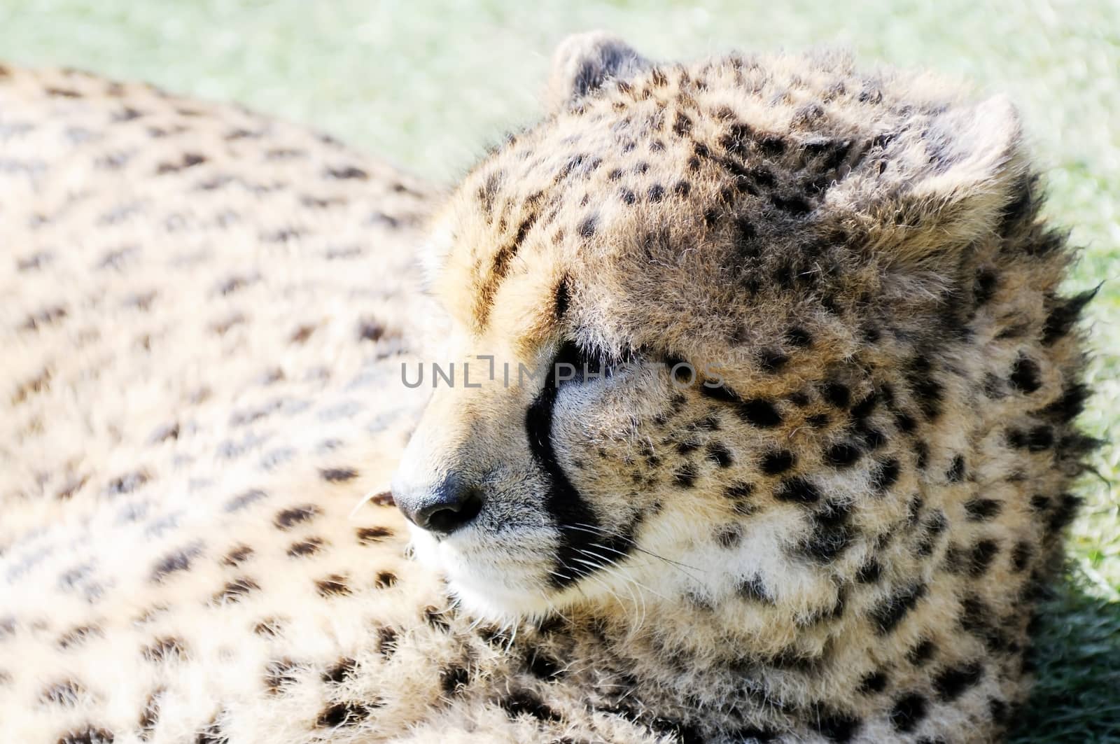 Cheetah in sunshine by kmwphotography