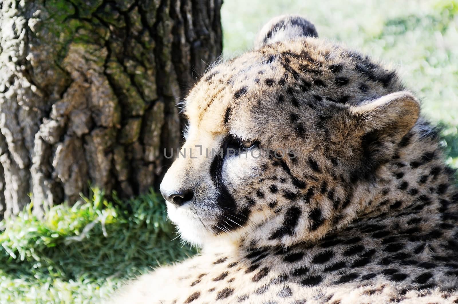 Cheetah head by kmwphotography