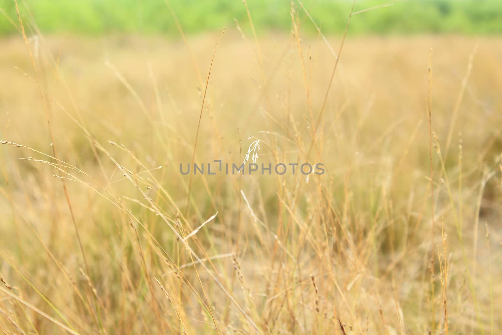 Autumn grass