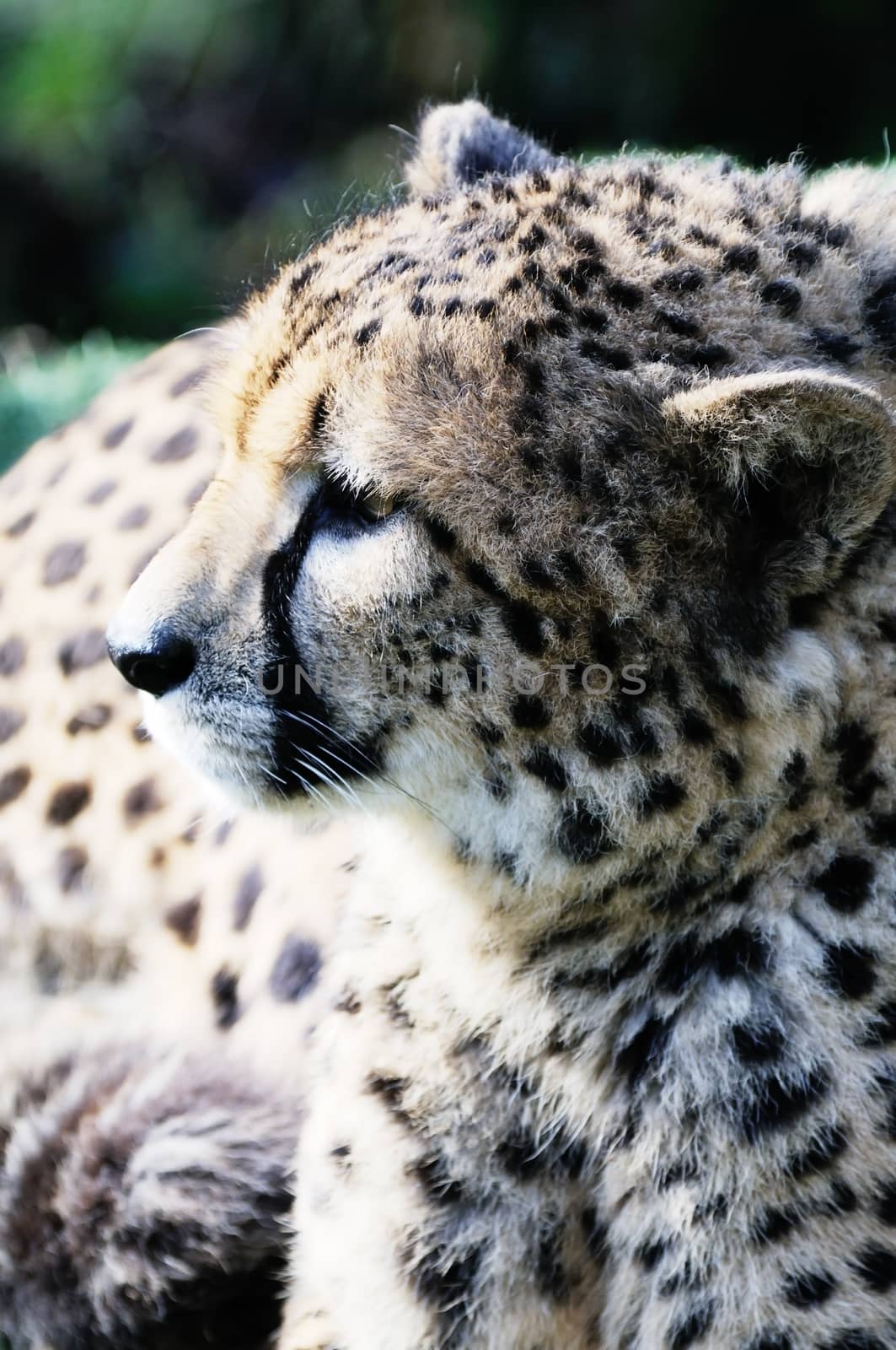 Closeup of cheetah head profile in sunshine
