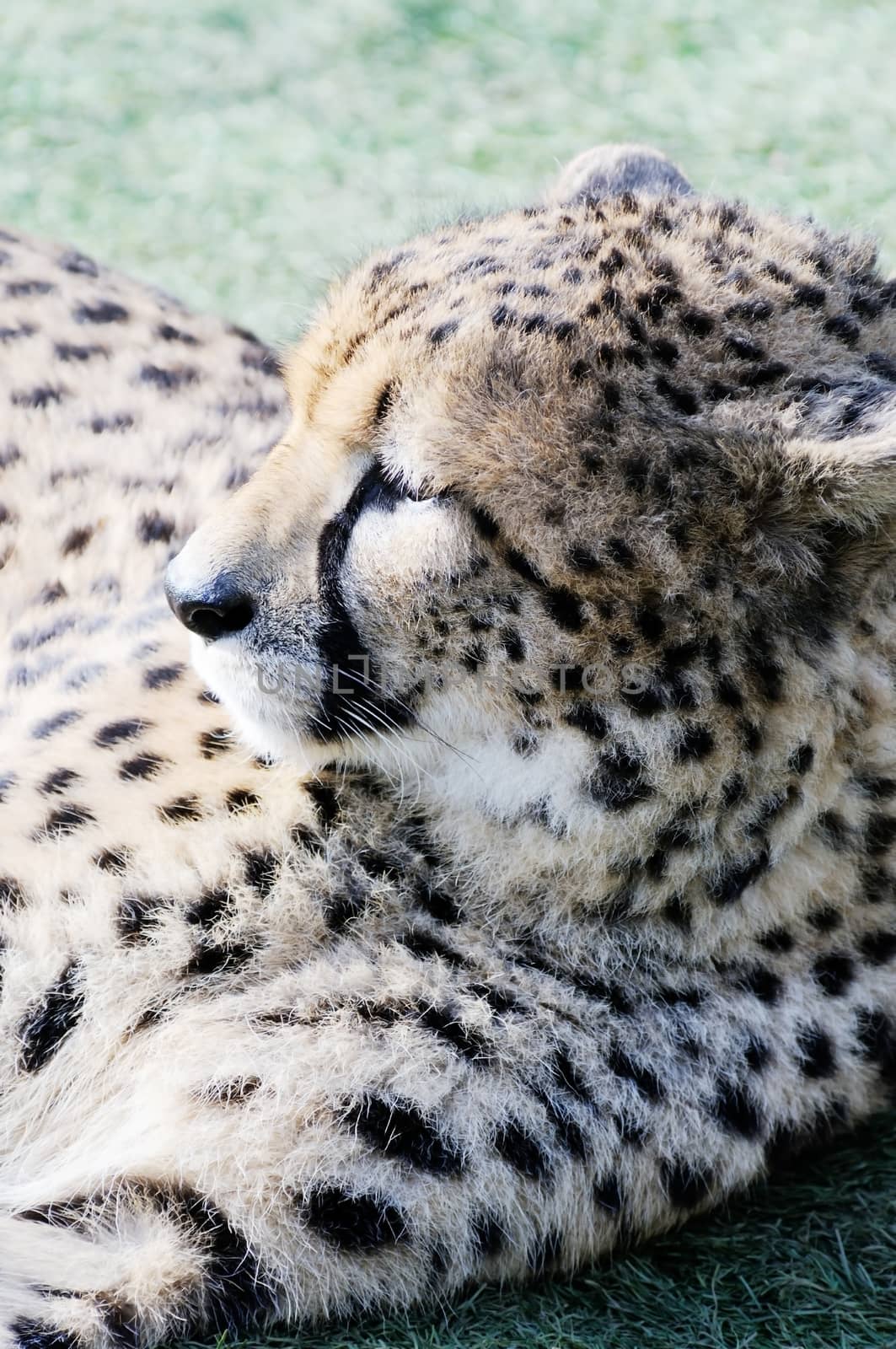 Cheetah closeup profile resting in the sun
