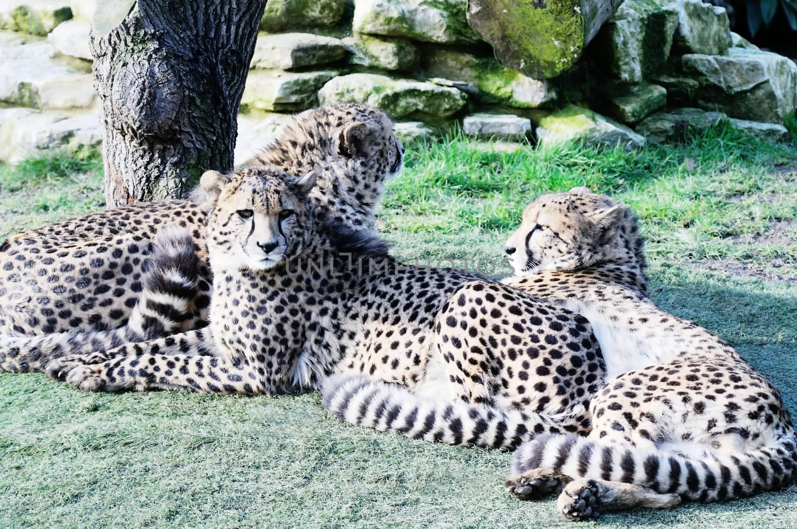 Cheetah in the sunshine three laying down