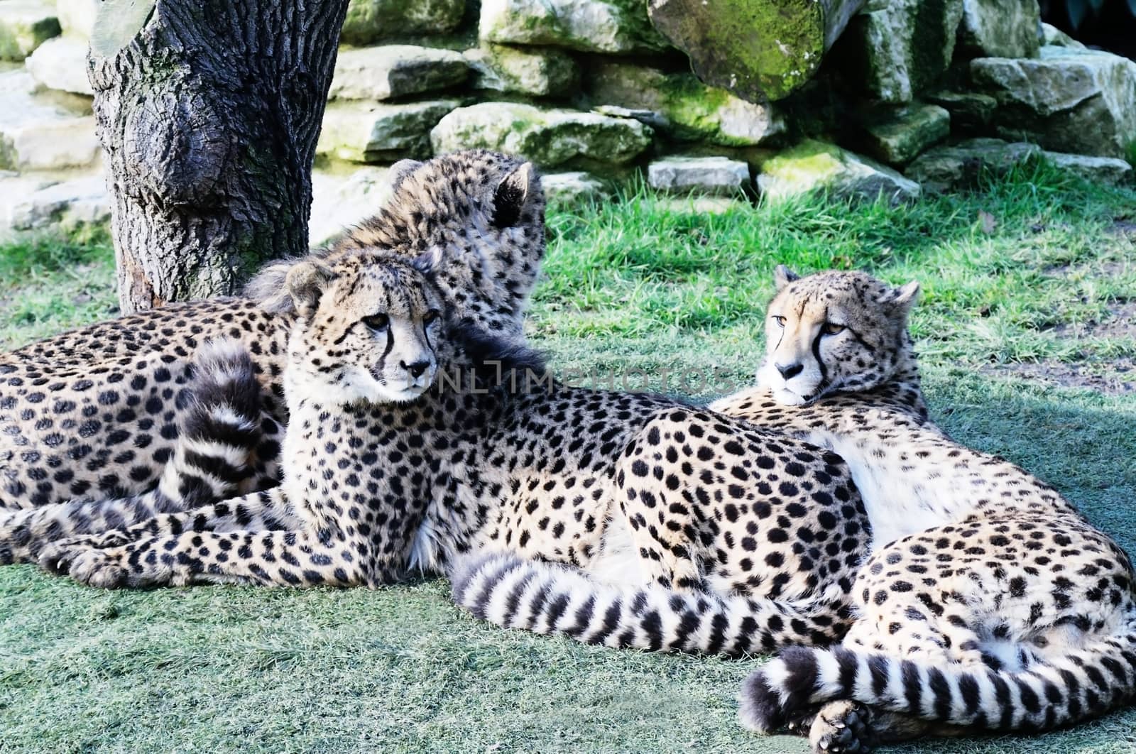 Cheetah relax in sunshine three together with spots on fur