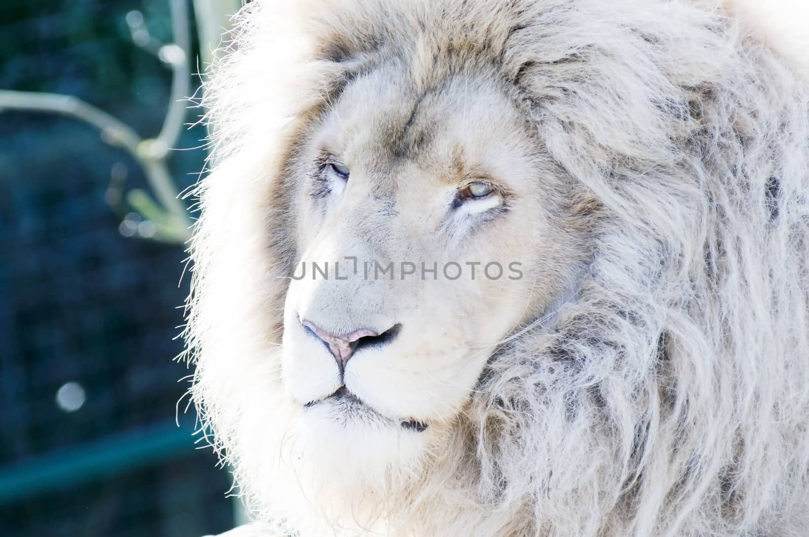 Male white lion closeup of face showing fur and mane detail
