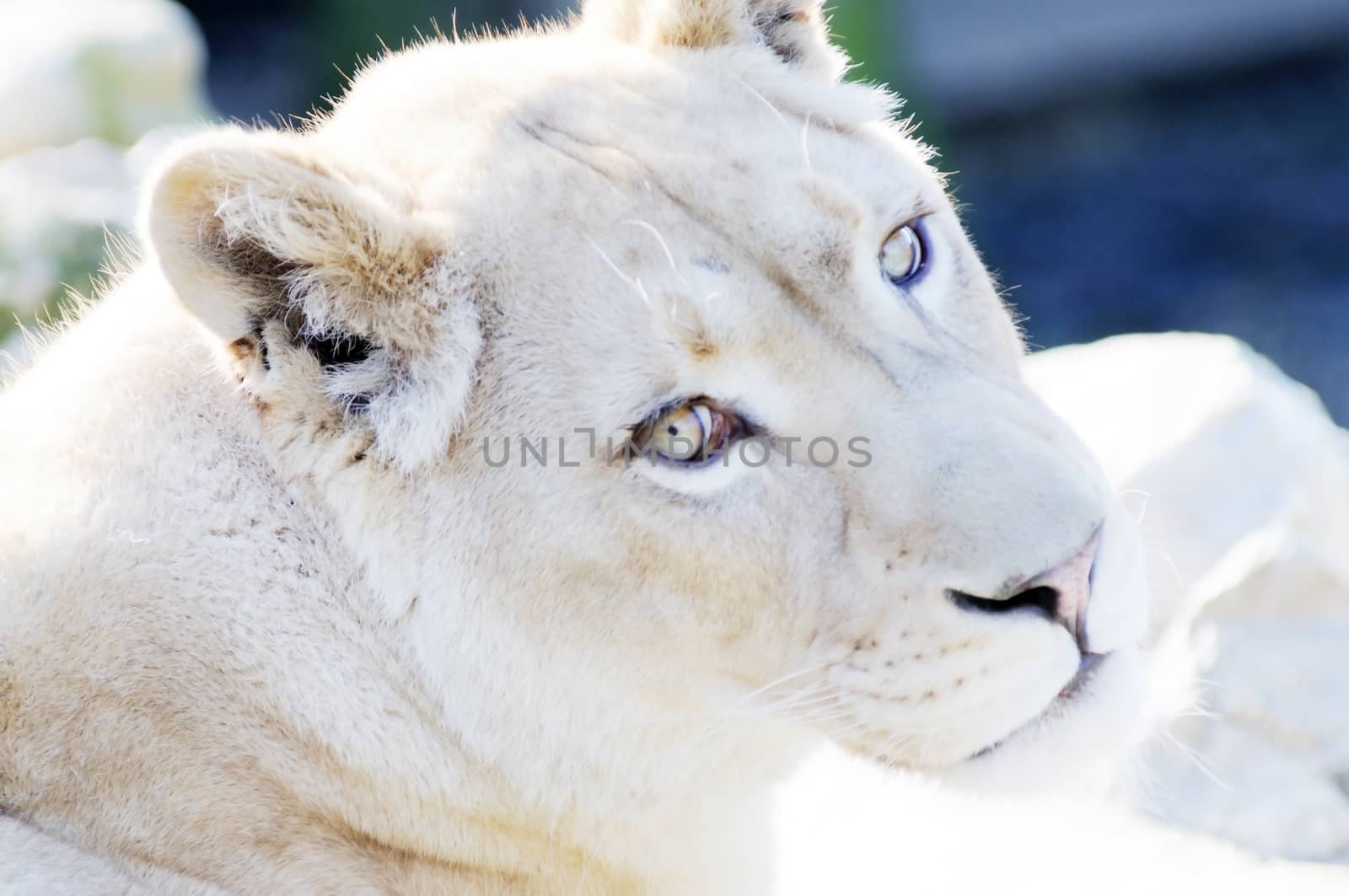 Rare white lion female closeup showing face and fur detail