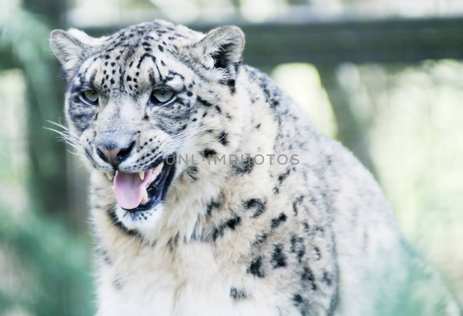 Closeup of snow leopard showing teeth and fur details