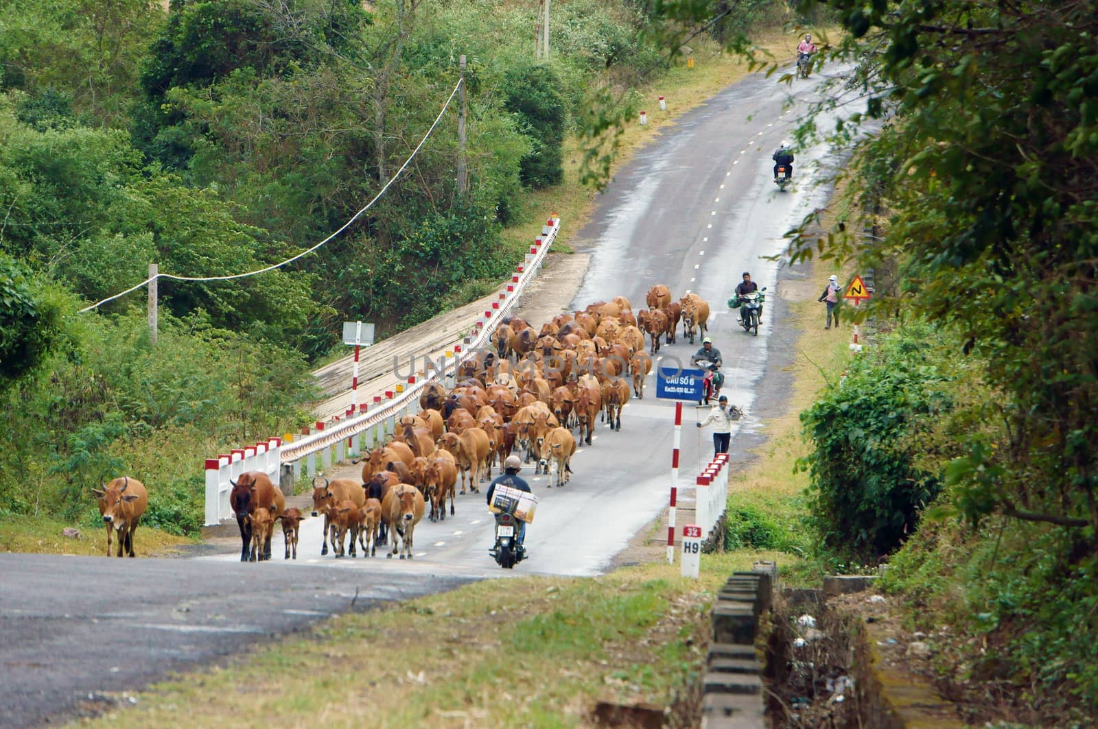 DAKLAK, VIET NAM-  DECEMBER 30: A herd of dense cow going on the road with motorbike at Daklak, December 30, 2012                 