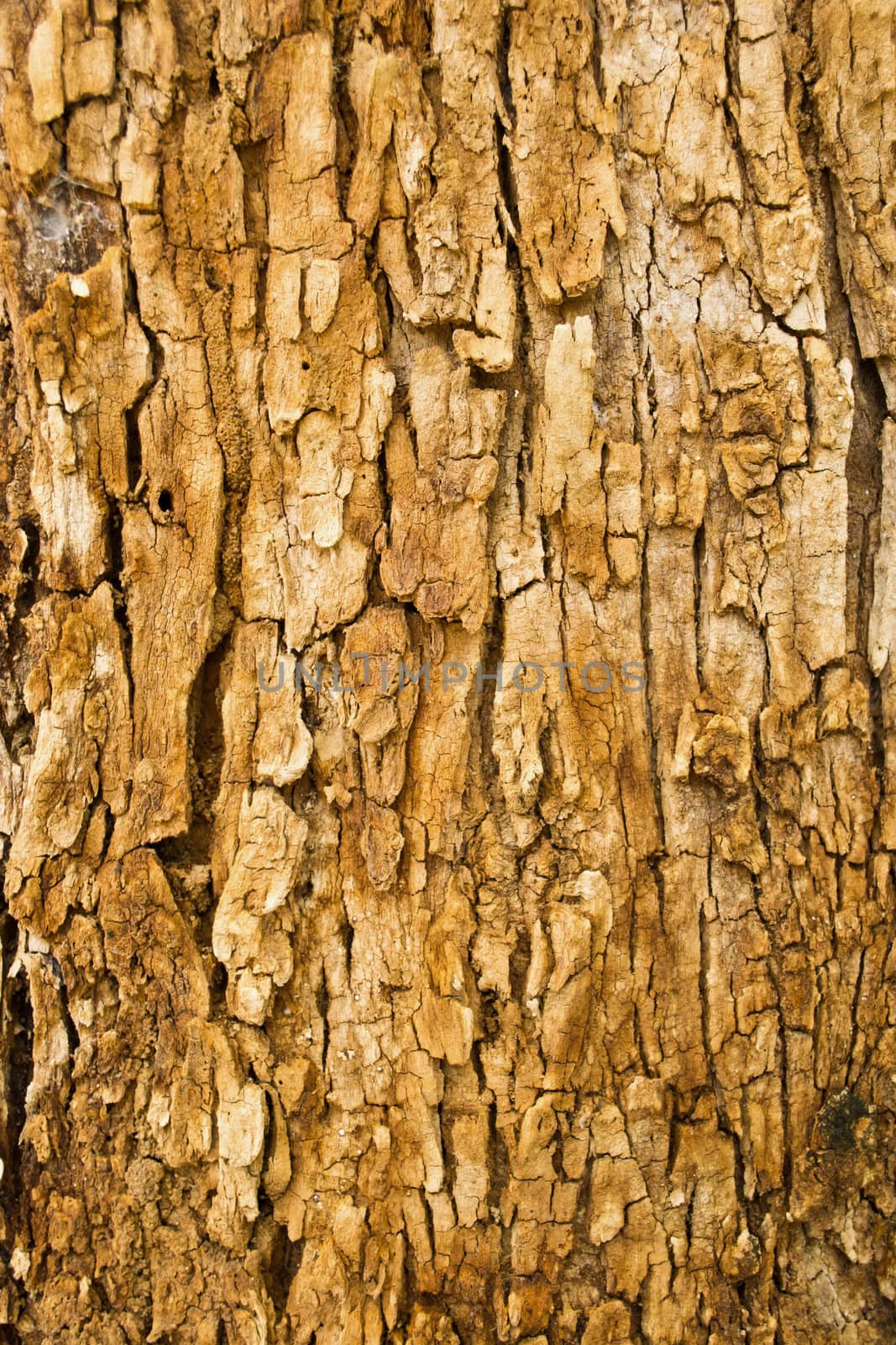 Bark texture background pattern crack old brown 