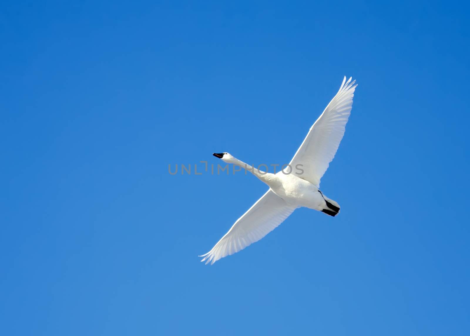 A Tundra Swan flies in a clear blue winter sky.