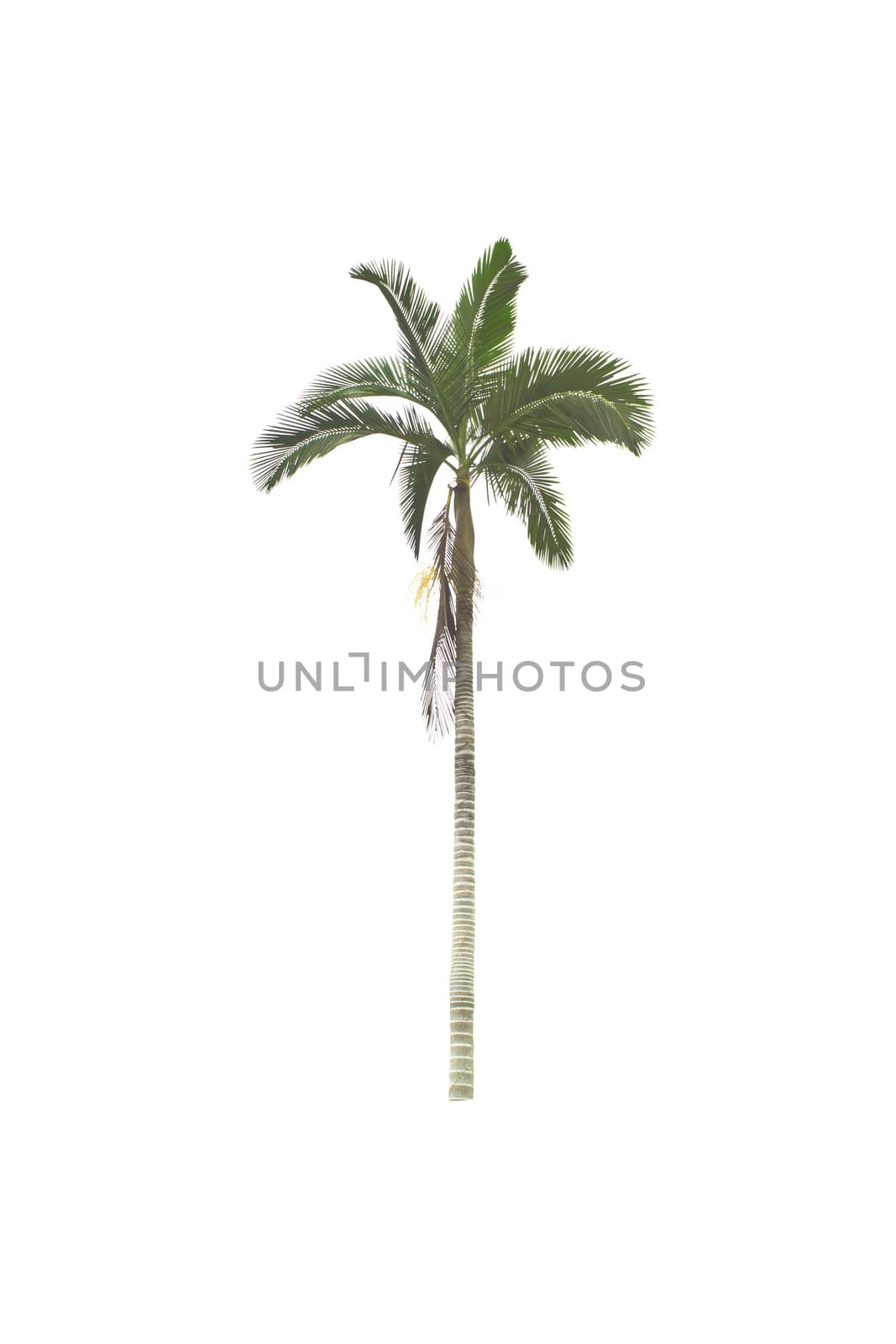 Palm tree on a white background