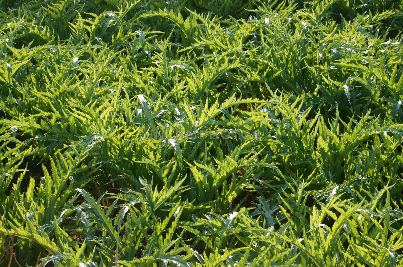 Artichoke field growing in green, this kind of food anti sleeplessness and good for health