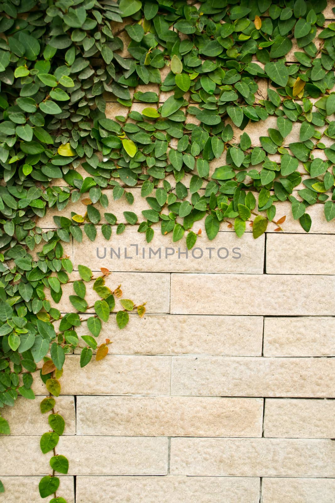 Creeper Plant growing on a brick wall 