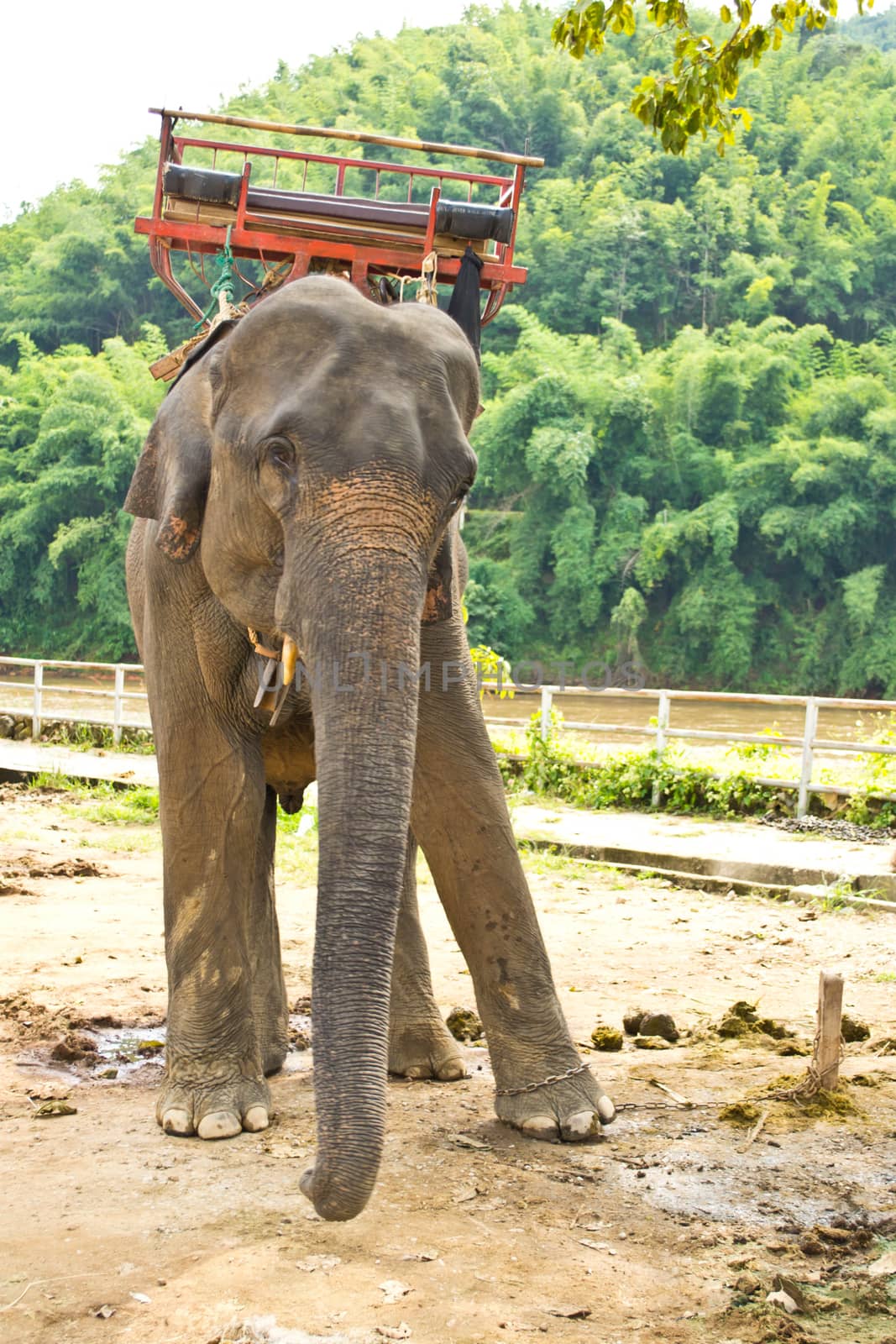 Chang and attractions in elephant camps