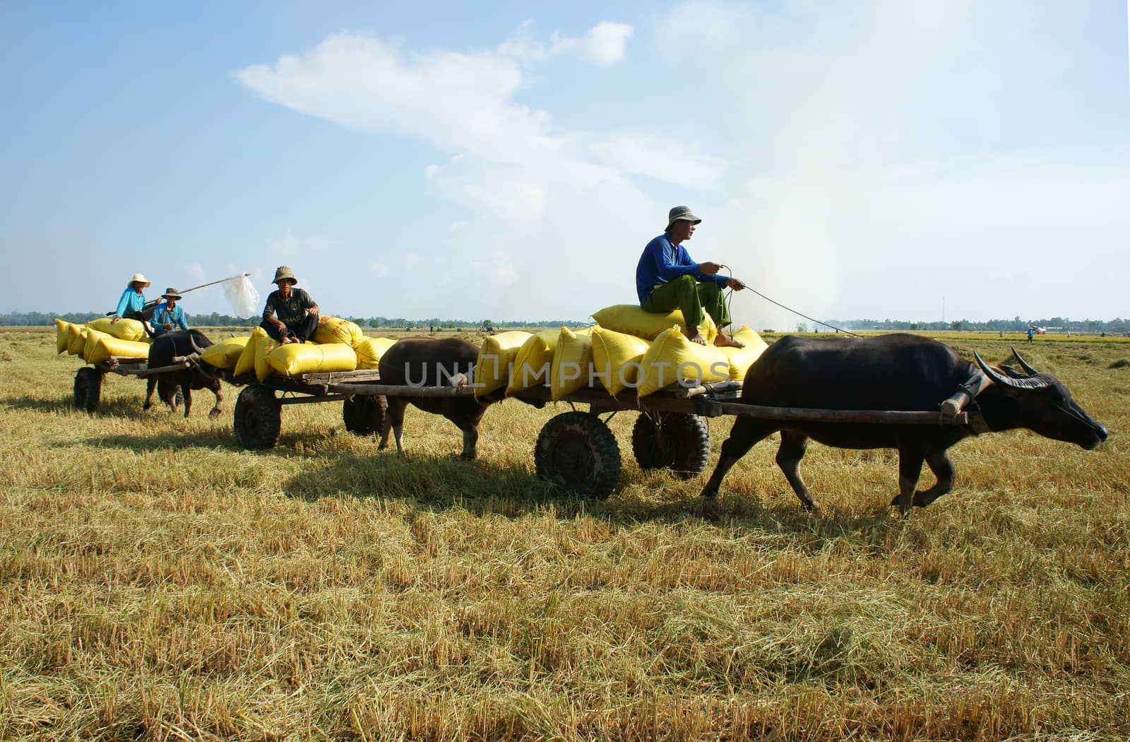 DONG THAP, VIET NAM- NOVEMBER 12: Buffalo cart transport paddy in rice sack after harvest on rice field in sunny day in Dong Thap, Viet Nam on November 12, 2013