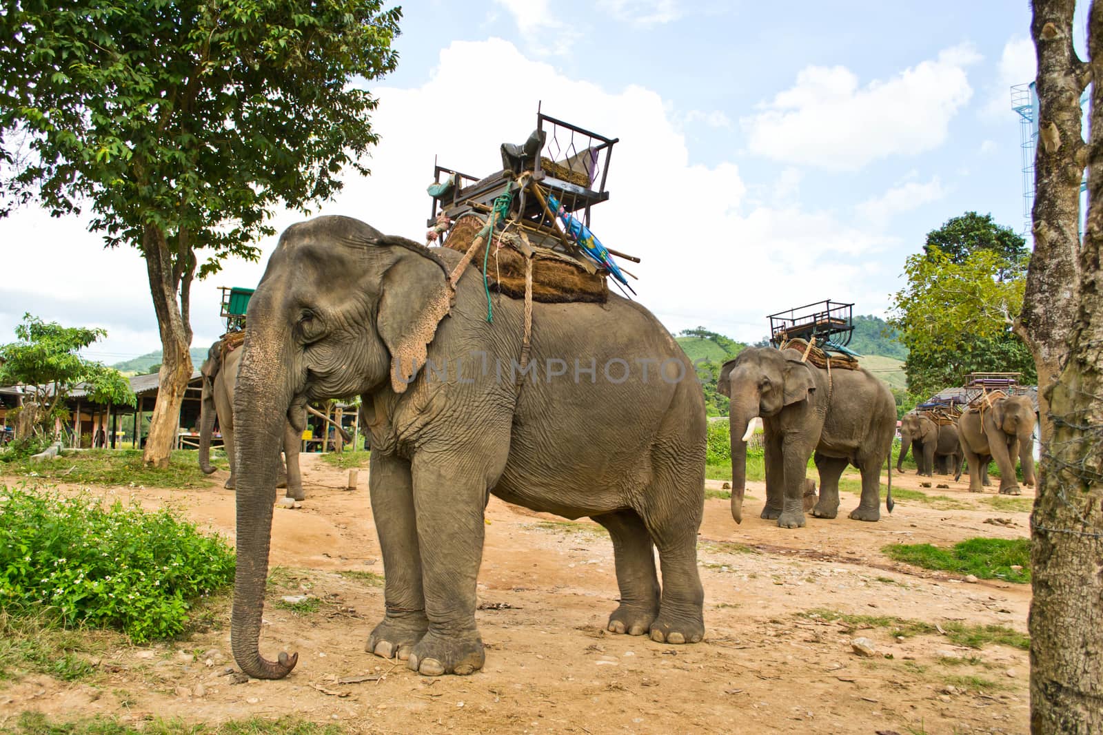 Elephant and attractions in elephant camps