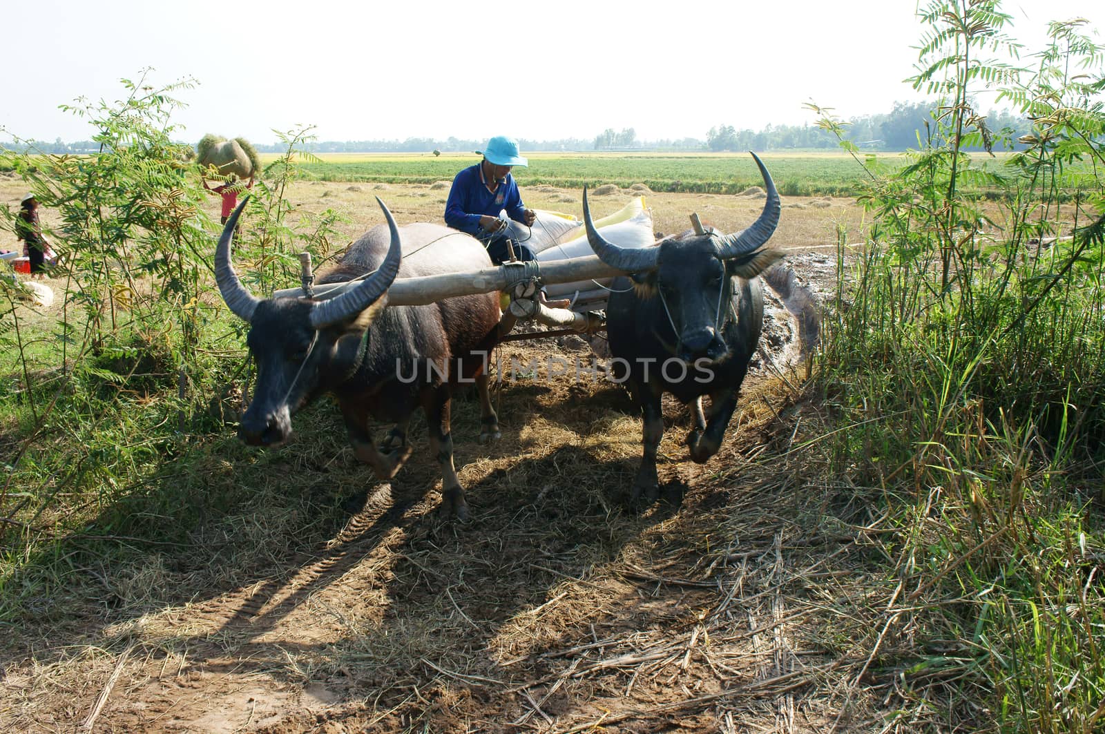 DONG THAP, VIET NAM- NOVEMBER 12: Buffalo cart try transport paddy in rice sack after harvest on farmland go through marshy area ,Dong Thap, Viet Nam, November 12, 2013 
