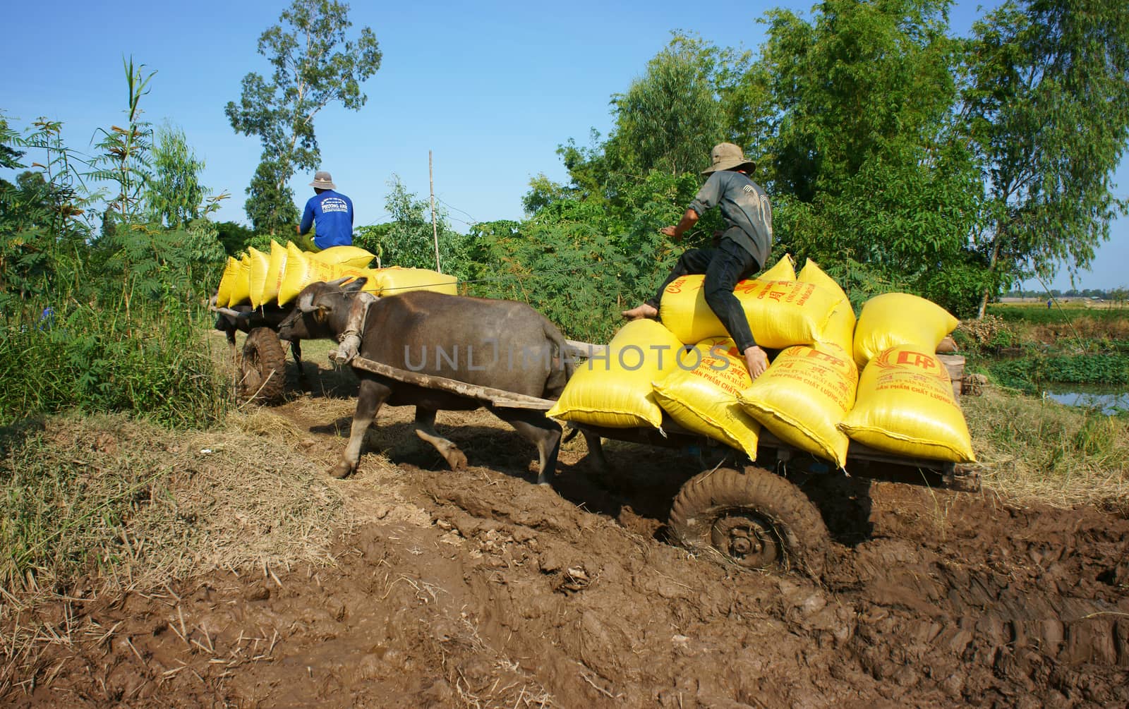  Buffalo cart transport paddy in rice sack by xuanhuongho