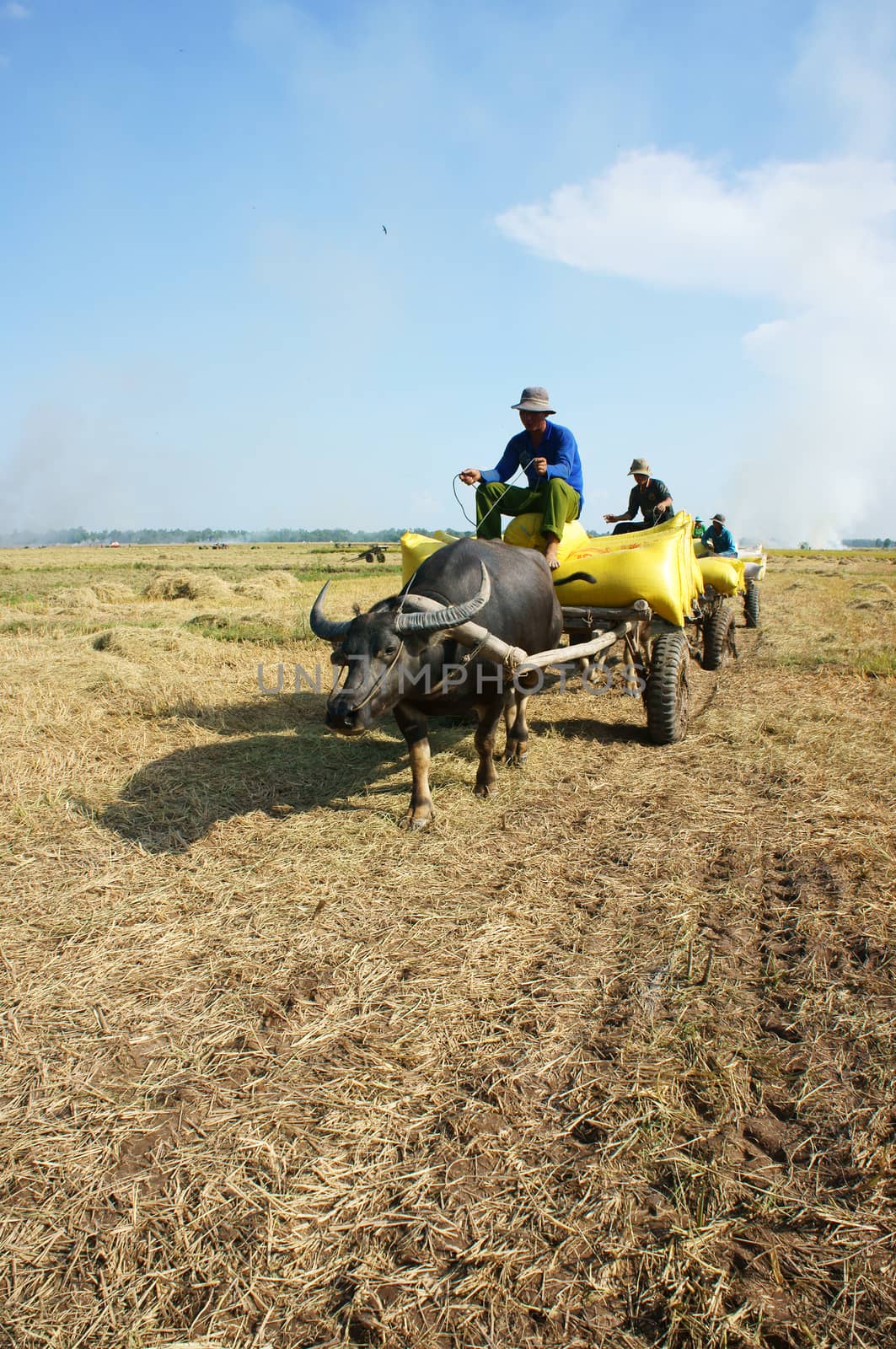 DONG THAP, VIET NAM- NOVEMBER 12: Buffalo cart transport paddy in rice sack after harvest on rice field in sunny day in Dong Thap, Viet Nam on November 12, 2013