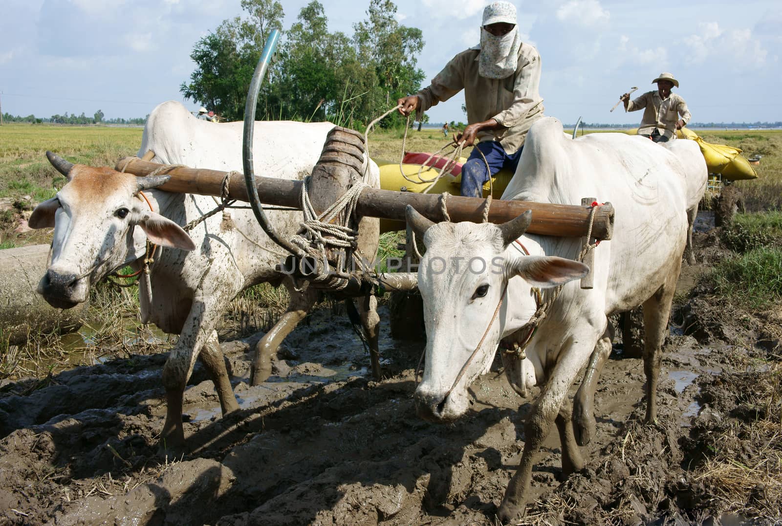 DONG THAP, VIET NAM- NOVEMBER 12: Buffalo cart transport paddy in rice sack after harvest on rice field in sunny day in Dong Thap, Viet Nam on November 12, 2013