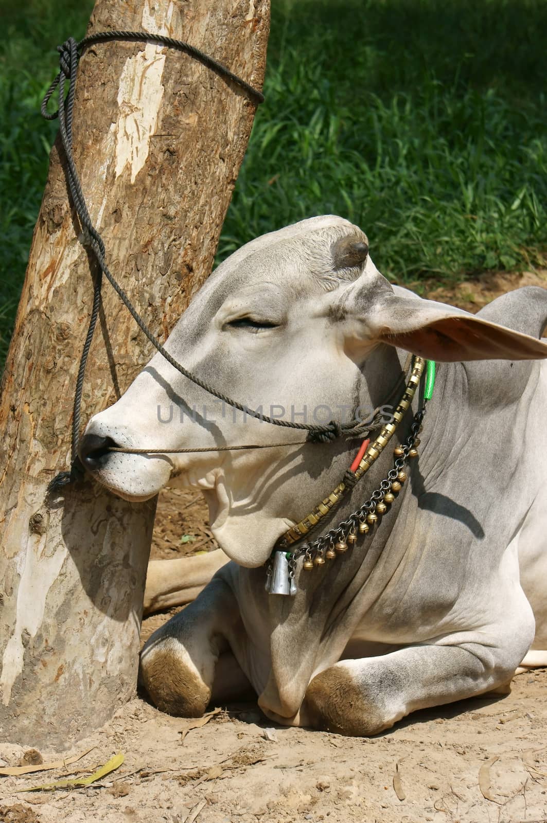 Tie a buffalo to a foot of a tree and he lie on ground, his neck has beautiful neck collar