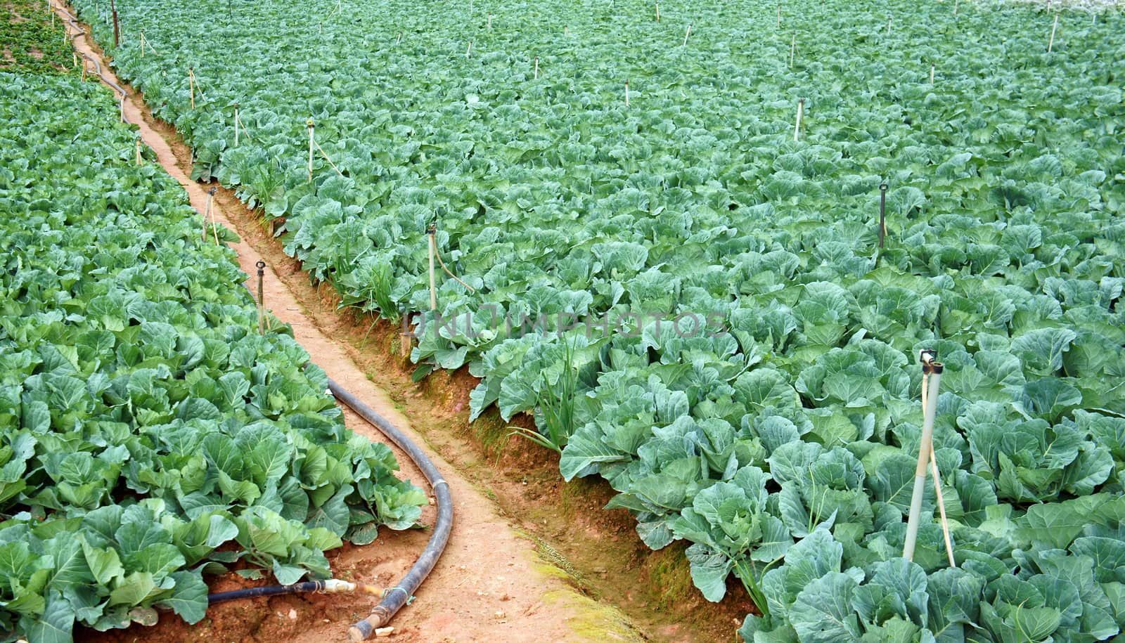 Cabbage field in rows      