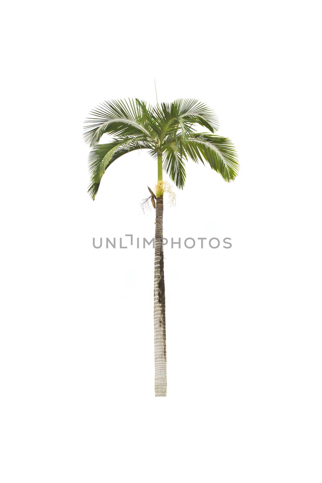 Palm tree on a white background