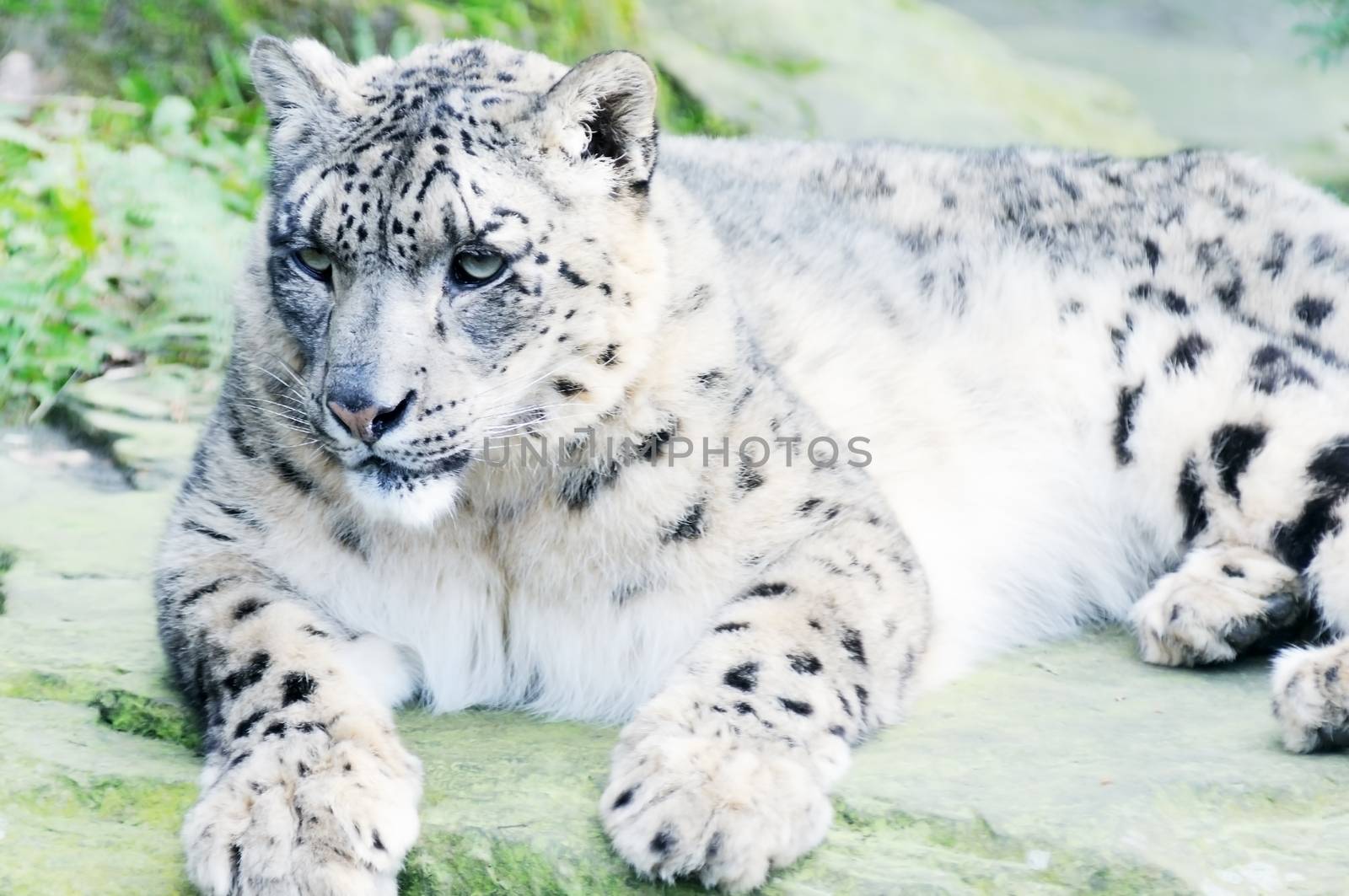Closeup of snow lepard resting on a rock