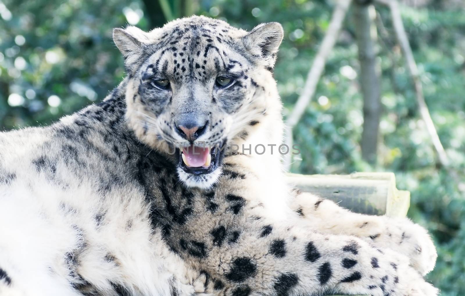 Closeup of snow leopard resting and panting