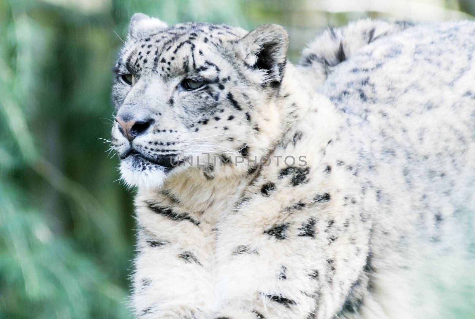 Snow Leopard Looking by kmwphotography