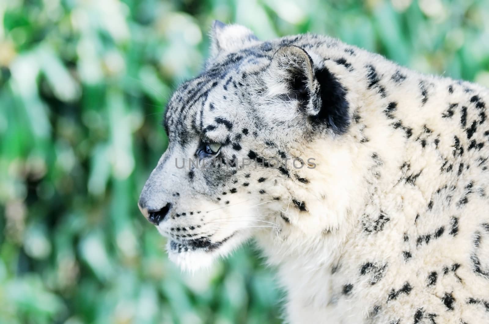 Closeup profile of snow leopard face with fur detail