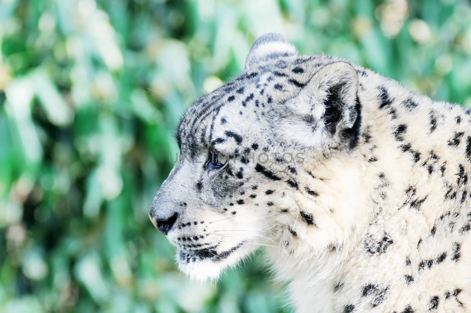 Closeup of snow leopard head and face in profile with fur detail
