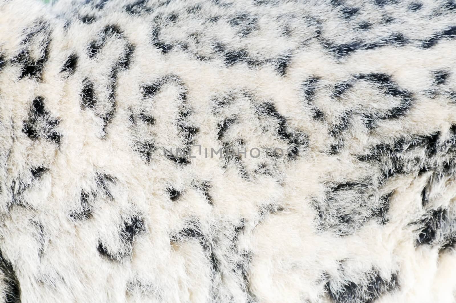 Closeup of snow leopard fur texture for background