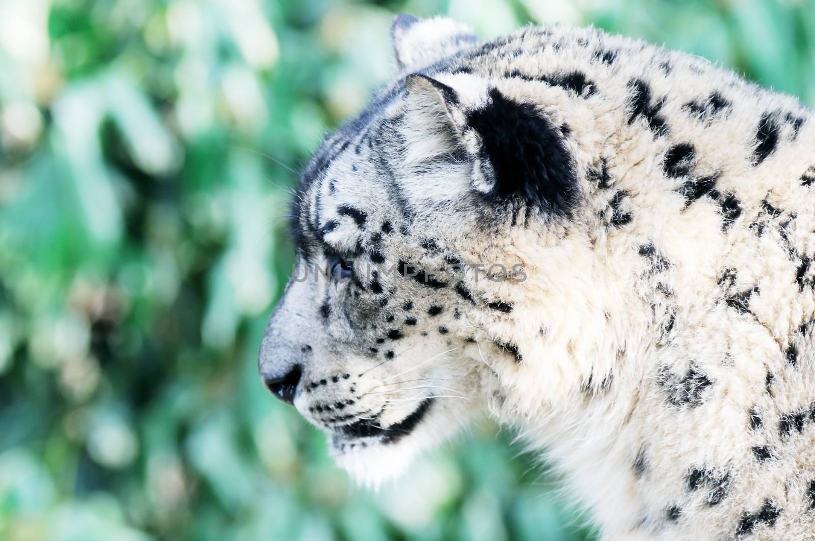 Closeup of snow leopard head in profile showing spotty fur