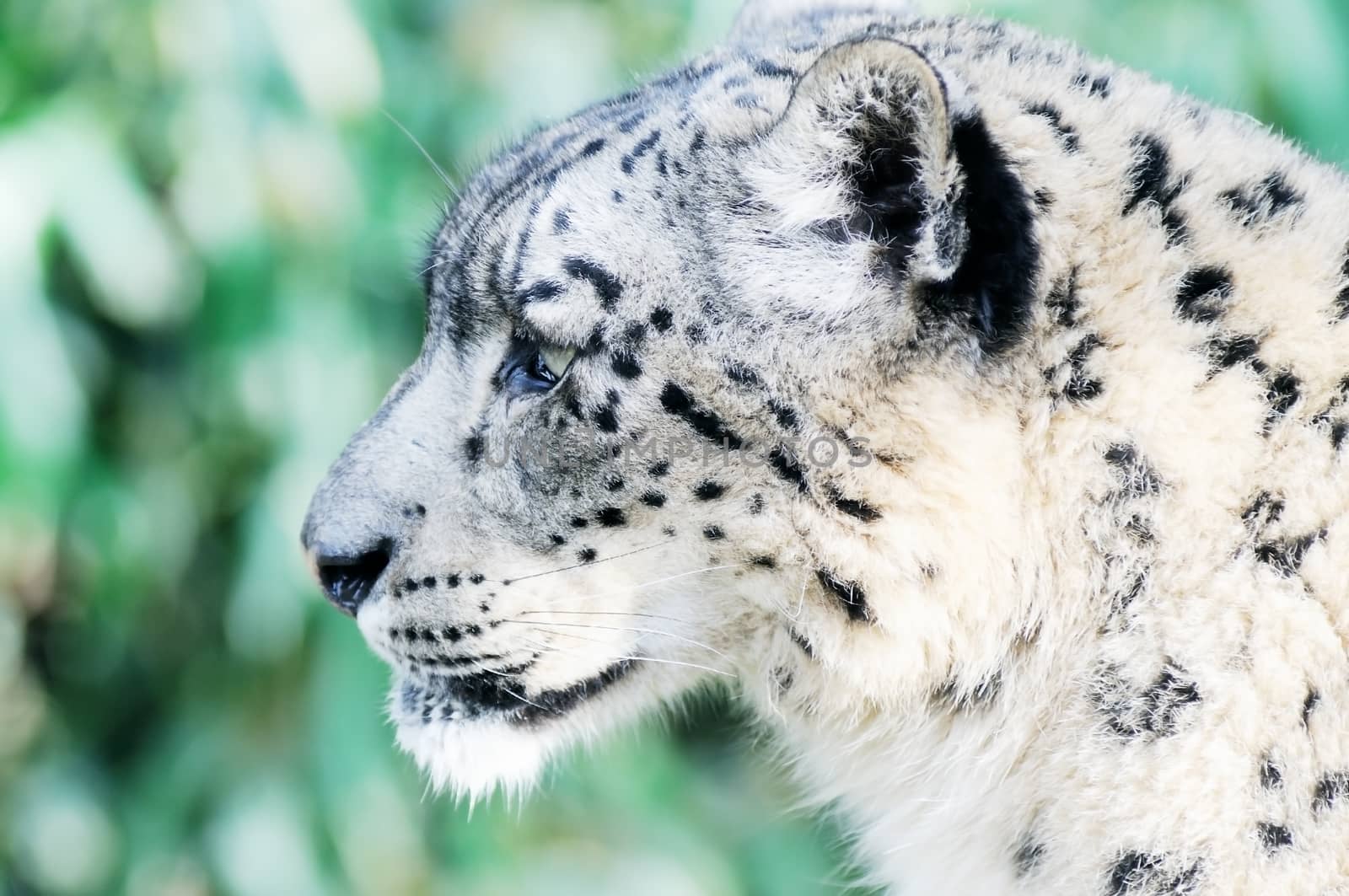 Closeup of snow leopard face and head with fur detail 