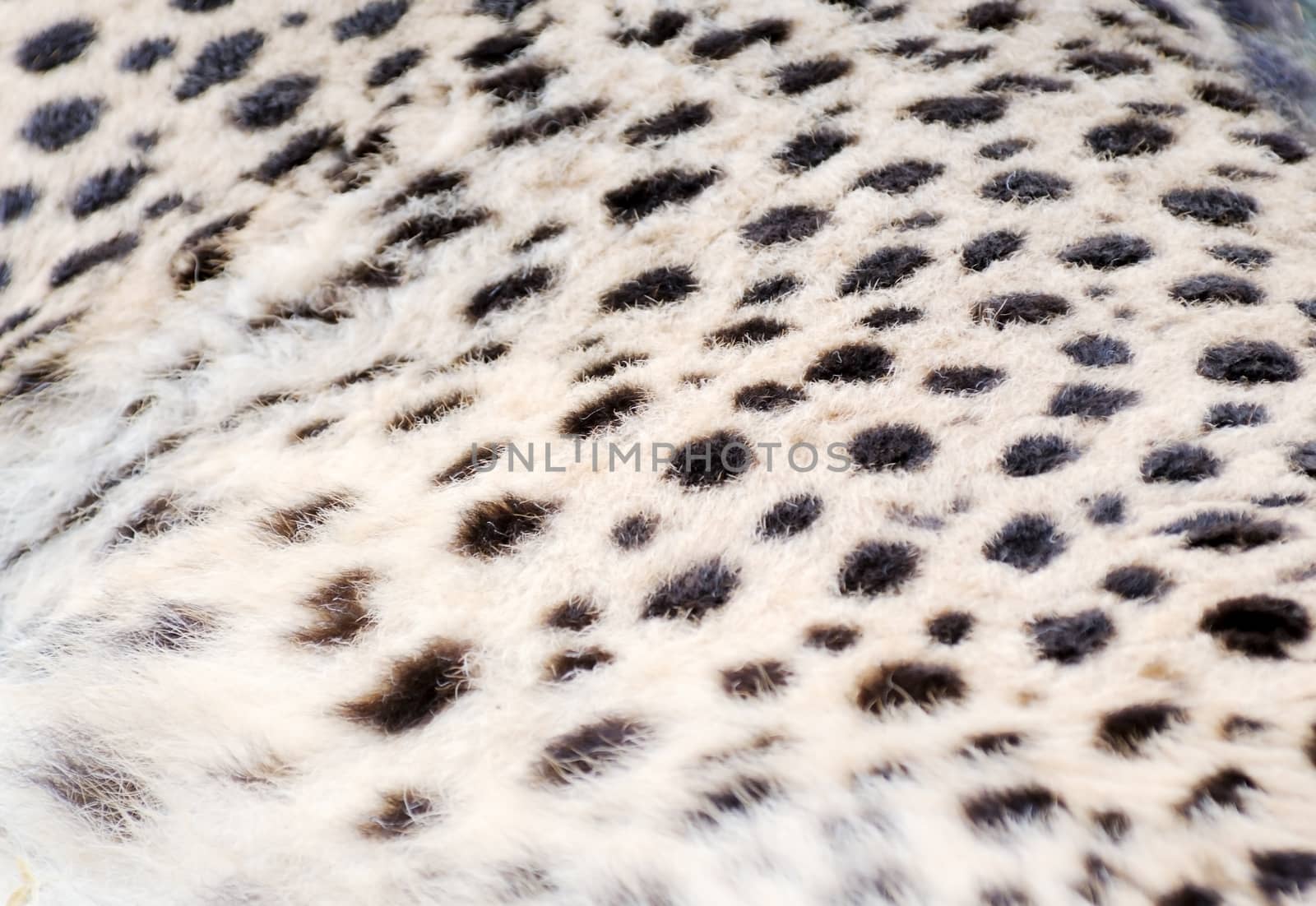 Closeup of cheetah fur for background texture