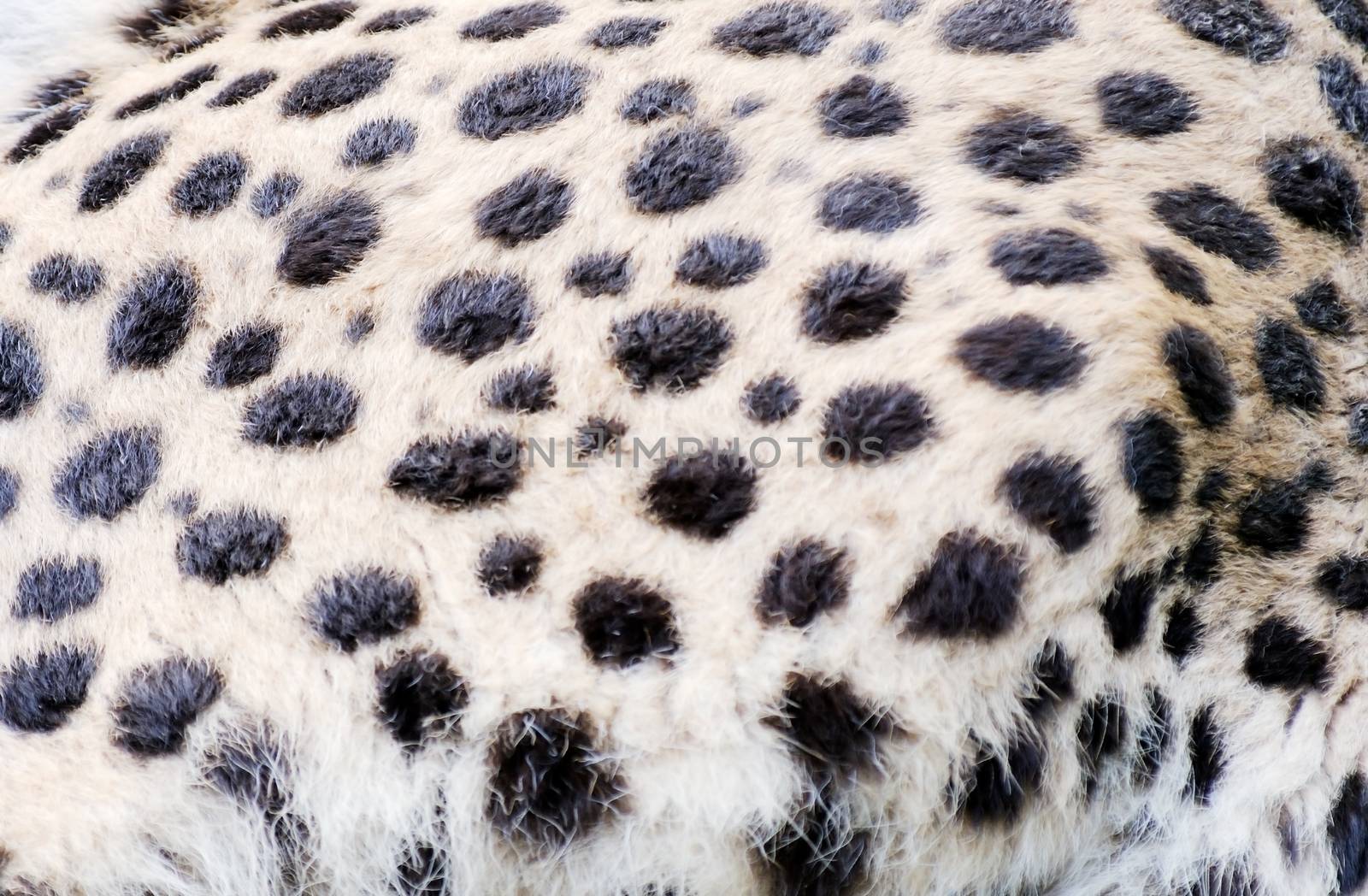 Closeuo of cheetah fur texture for background