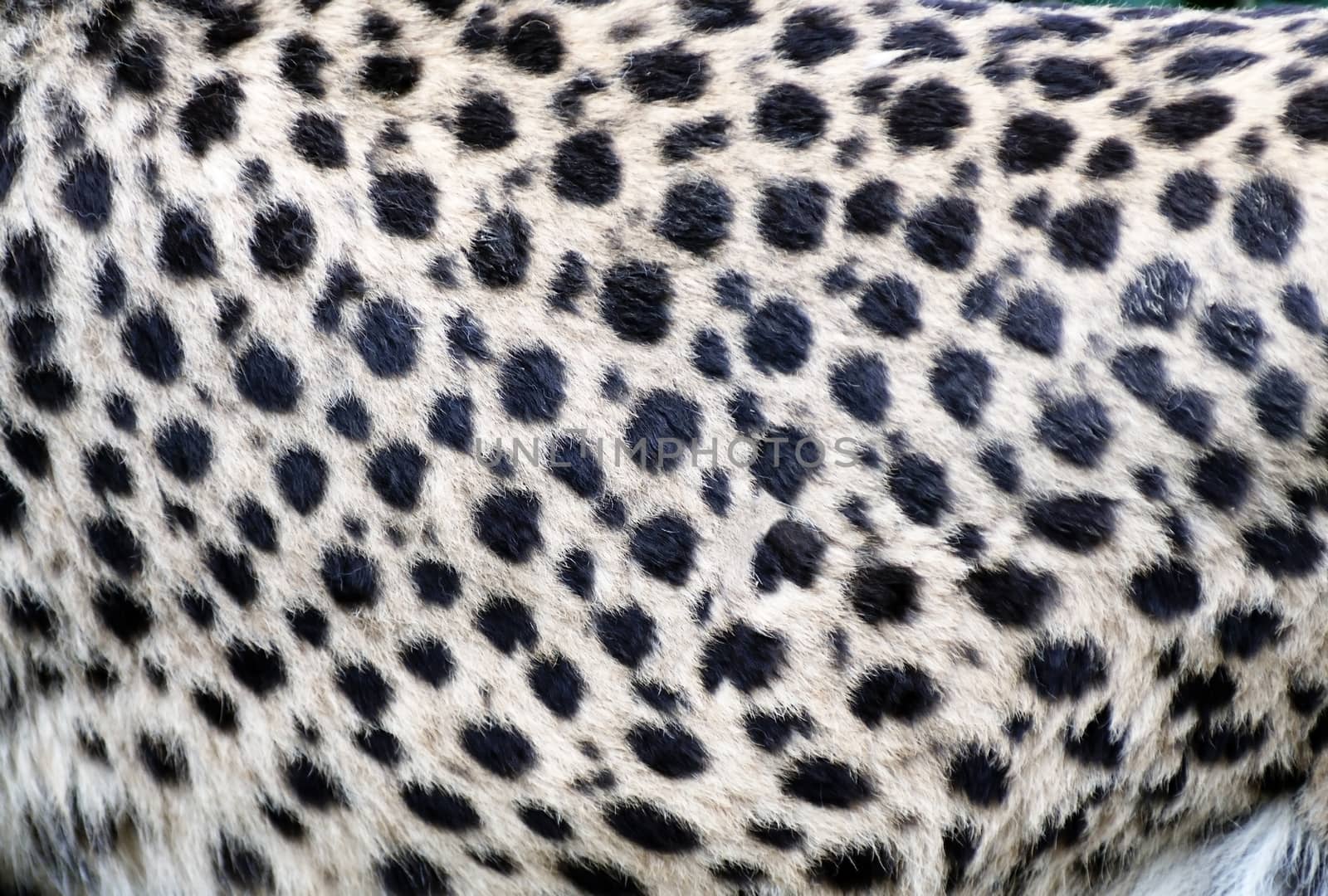 Cheetah fur closeup by kmwphotography