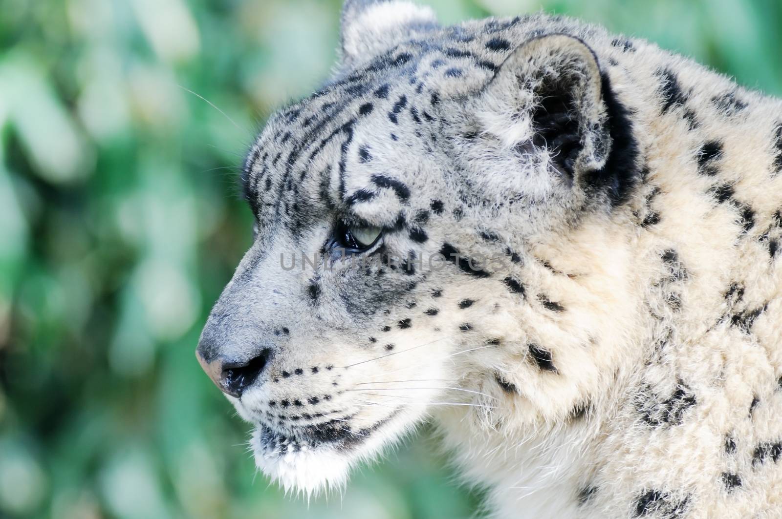 Closeup profile of snow leopard showing fur detail