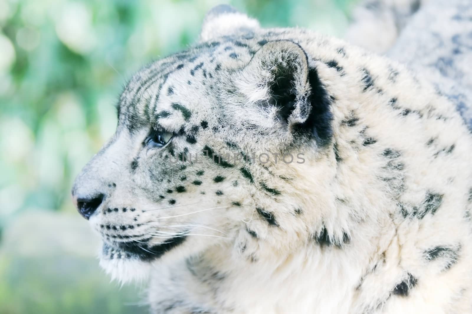 Snow leopard closeup of face looking alert