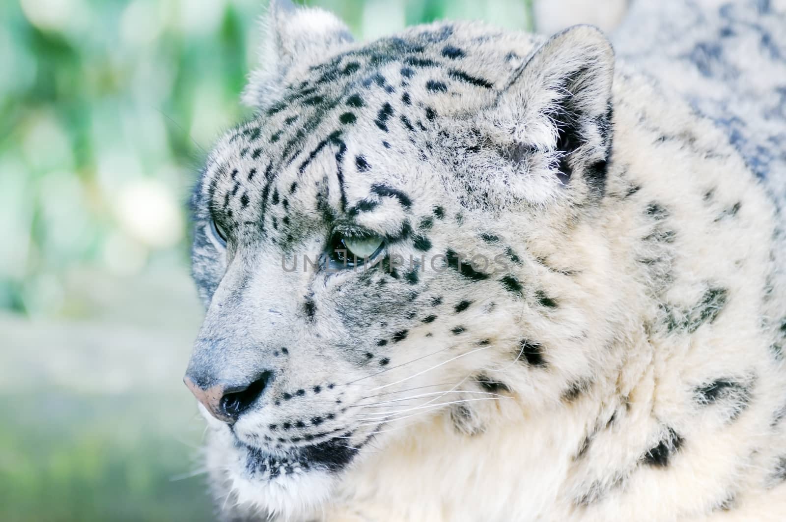 Snow Leopard Camouflage by kmwphotography